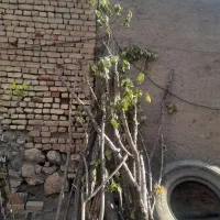 چوب درخته گیلاس|گل و گیاه طبیعی|قلقل رود, |دیوار