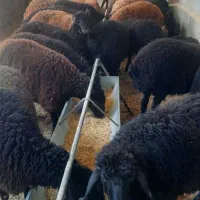 گوشت بره  مستقیم از دامدار