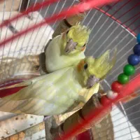 دوتا عروس هلندی