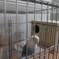 طوطی برزیلی کوتوله نر رنگ آبی پاستیلی