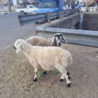 بره نر محلی ودو رگ|حیوانات مزرعه|جلگه ماژان, |دیوار