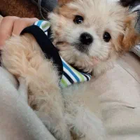 واگذاری سگ شیتزو کراس