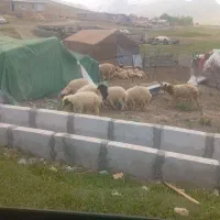 7عدد بره نر