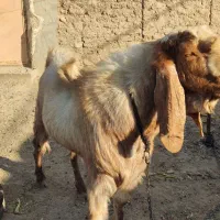 بز نر نسل دار|حیوانات مزرعه|هامون, |دیوار