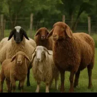 مغان و افشار گوسفند نژاد اصیل ایرانی