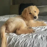 سگ گلدن رتریور