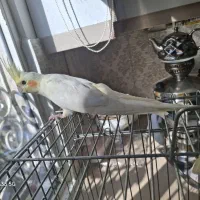 جوجه عروس هلندی لوتینو|پرنده|قدس, شهر‌قدس|دیوار