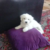 سگ پاکوتا باهوش وشیطون بلا فقط۷میلیون