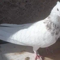 کفتر طوقی|پرنده|مبارکه, |دیوار