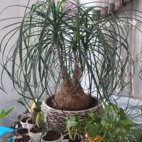 سانسوریا،لیندا،سیکاس،لیراتا،زاموفیلیا ابلغ|گل و گیاه طبیعی|اصفهان, خرم|دیوار