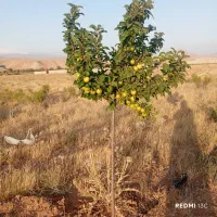 باغ در مزرعه امند 15دقیقه راهه از تبریز|فروش خانه و ویلا|صوفیان, |دیوار