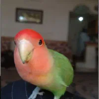 ۲عدد پرنده