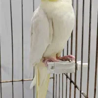 عروس هلندی نر سخنگو