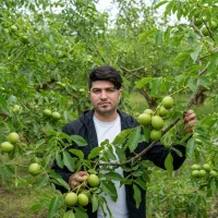 نـهاـل گــردـو پیوندی با ضمانت کیفیت