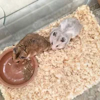 جفت همسر حامله