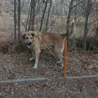 فروش سگ پژدر خالص|سگ|سراب, |دیوار