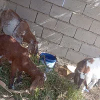 25ملیون|حیوانات مزرعه|سراوان, |دیوار