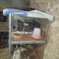 قفس دوطبقه نونو