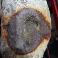 شهاب سنگ|کلکسیون اشیاء عتیقه|علی‌آباد کتول, |دیوار