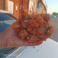 پیاز زعفران درجه یک تربت‌ حیدریه  (ارسال دارم)|خوردنی و آشامیدنی|تربت‌حیدریه, پائین ولایت|دیوار