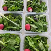 پخش سالاد فصل و سبزی/تالارها و مجموعه های غذایی|خدمات پذیرایی، مراسم|قم, حاج زینل|دیوار