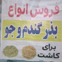 بذر