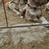 واگذاری ماده درجه یک|سگ|کاشمر, |دیوار