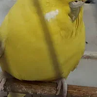 مرغ عشق انگلیسی معاوضه با قناری|پرنده|تهران, سهروردی|دیوار