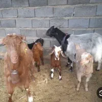فروش نقدی تعدادی بز کولار|حیوانات مزرعه|شیراز, شهرک قمشه|دیوار