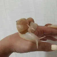 حلزون پت خانگی بی بو