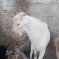 یک راس بزغاله سانن ده ماهه مناسب نسل کشی وکشتار