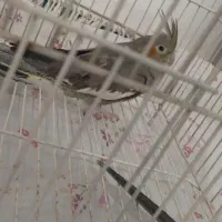 عروس هلندی سرحال