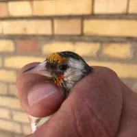 سهره ماده|پرنده|کرمان, |دیوار