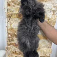 پرشین بلو|گربه|ارومیه, |دیوار