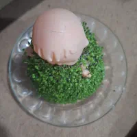 سبزه عید  عروسکی|گل و گیاه طبیعی|نوشین شهر, |دیوار