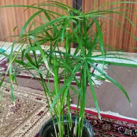 گلهای زیبای شاداب