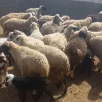 ۲۶ راس میش زایده|حیوانات مزرعه|شهر بابک, |دیوار