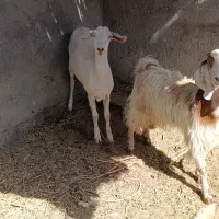 دو کولار درجه یک