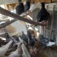 زاجردورگ ونقش
