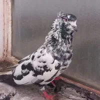 کبوترزاغ کاکلی نر و ماده. جوجه و مفلق  و سبز کاکلی