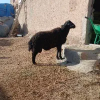 بره قوچ هترو ۵ ماهه