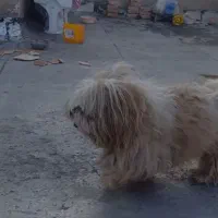 سک خانگی تمیز ساکت نره و ماه هست قیمت ۶ میلیون