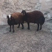 بره کشتاری درجه ۱