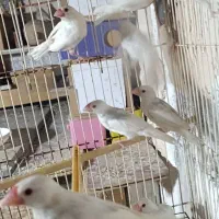 فنچ نرگسی|پرنده|بندرعباس, |دیوار