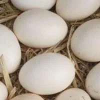 تخم‌مرغ نطفه دار ایام سمانی