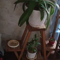 زیر گلدانی 250