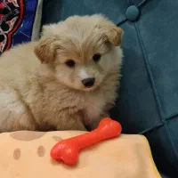 واگذاری پودل