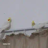 فروش ویژه عروسهلندی|پرنده|مشهد, چهارچشمه|دیوار