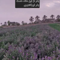 بذریونجه ایرانشهری