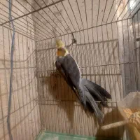 عروس هلندی نر بالغ|پرنده|رشت, کوی جام جم|دیوار